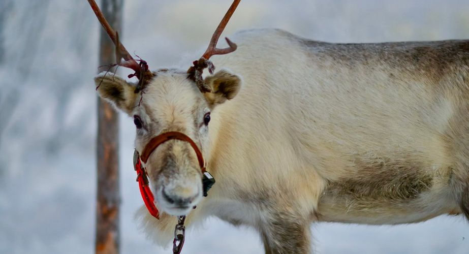 Rendierboerderij bezoeken